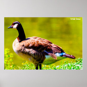 Canada Goose Poster
