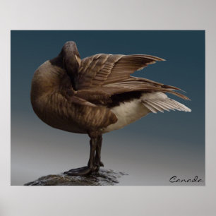 Canada Goose Poster Canada Souvenir Poster Print