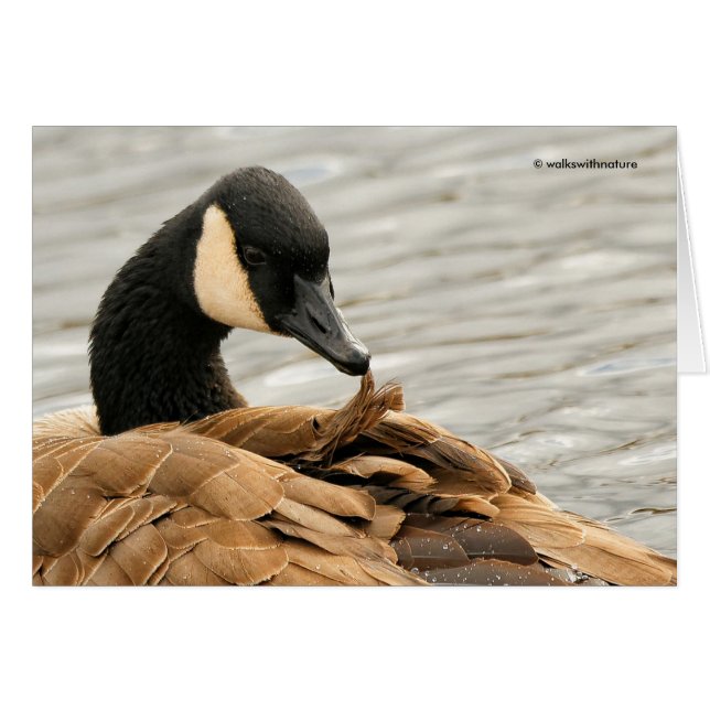 Canada Goose Preening on the Lake (Front Horizontal)
