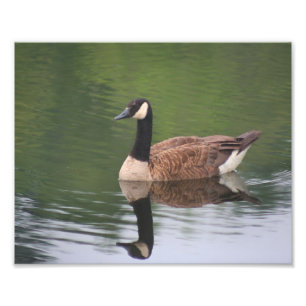 Canada Goose Reflections 10x8 Nature Print