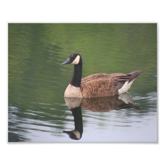 Canada Goose Reflections Nature  Photo Print (Front)