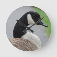 Canada goose
