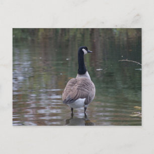 Canada Goose standing on shallow water Postcard