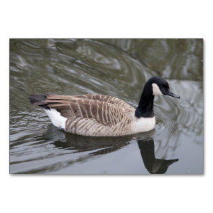 Canada Goose Table Number
