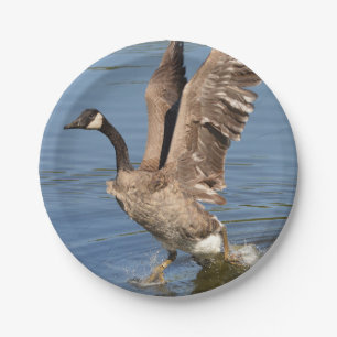 Canada Goose Taking Off The Water Paper Plate