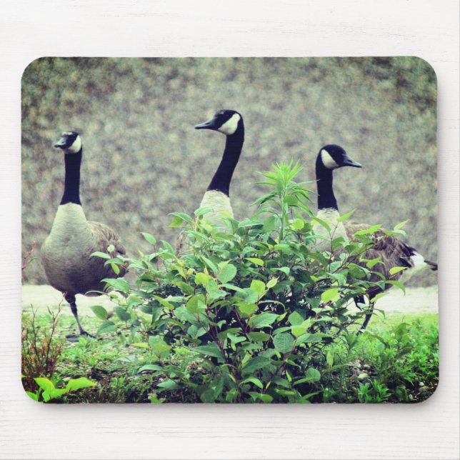 Canada Goose Trio Nature Mouse Pad (Front)