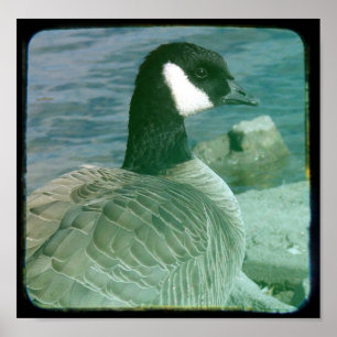 Canada Goose TTV Poster