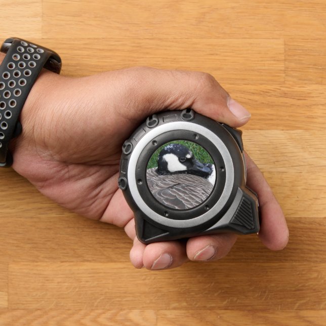 Canada Goose Wildlife Photo 1 (Home)