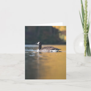 Canada Goose Wildlife Photo Card