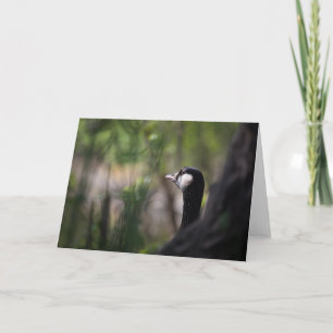 Canada Goose Wildlife Photo Card