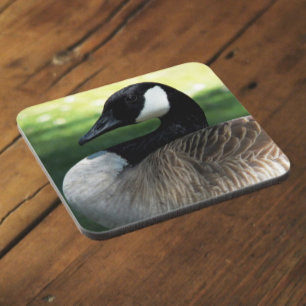 Canada Goose Wildlife Photo Coaster