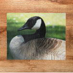 Canada Goose Wildlife Photo Jigsaw Puzzle<br><div class="desc">Nature themed jigsaw puzzle that features the photo image of a beautiful Canada Goose. Fun for the whole family! NOTE: Image is designed for puzzles up to 16 x 20 inches.</div>