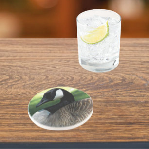 Canada Goose Wildlife Photo Sandstone Coaster