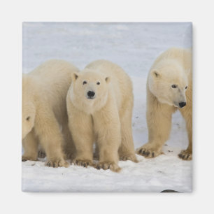 Canada, Hudson Bay. Polar bear mother with two Magnet