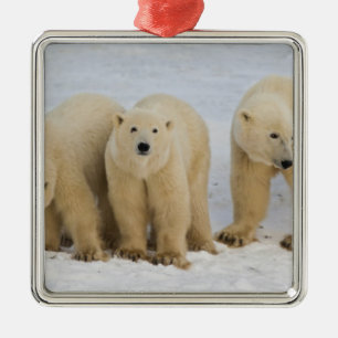 Canada, Hudson Bay. Polar bear mother with two Metal Ornament