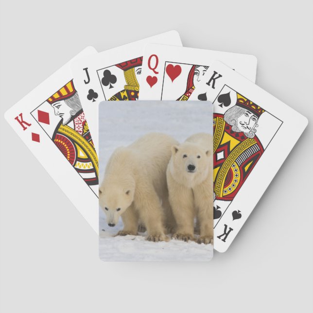 Canada, Hudson Bay. Polar bear mother with two Playing Cards (Back)