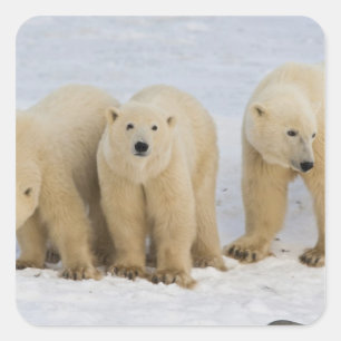 Canada, Hudson Bay. Polar bear mother with two Square Sticker