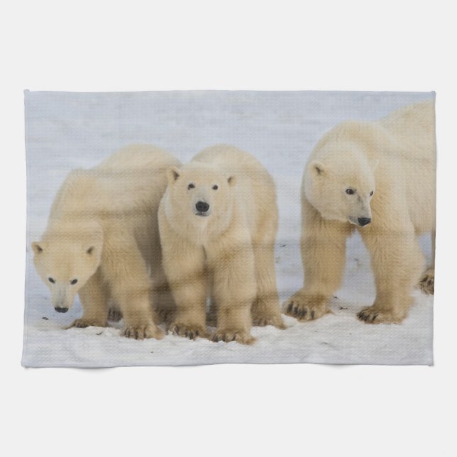 Canada, Hudson Bay. Polar bear mother with two Tea Towel (Horizontal)
