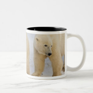 Canada, Hudson Bay. Polar bear mother with two Two-Tone Coffee Mug