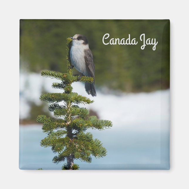 Canada Jay Magnet (Front)