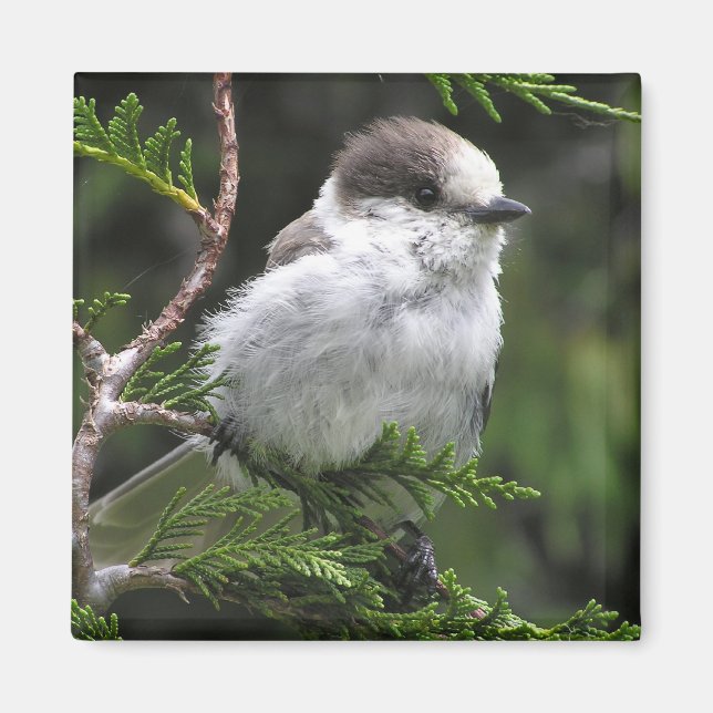 Canada Jay Magnet (Front)
