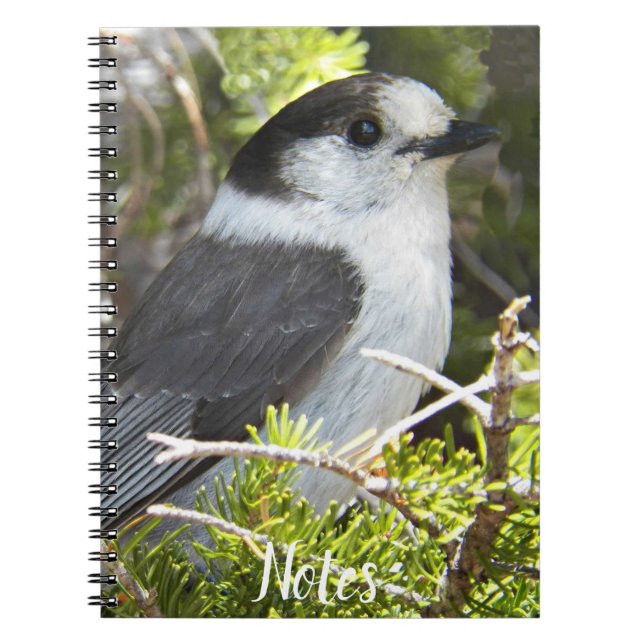 Canada Jay Nature Photo Notebook (Front)