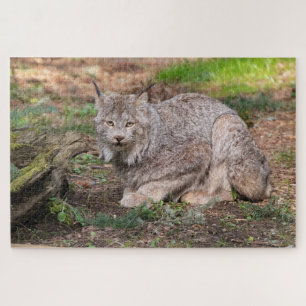 Canada Lynx Challenging Nature Lover Jigsaw Puzzle