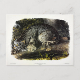 Canada Lynx (Lynx Canadensis) (Canadian Lynx) Postcard