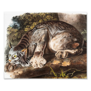 Canada Lynx (Lynx Canadensis) Illustration Photo Print