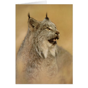 Canada Lynx (Lynx canadensis) - Wild Cats