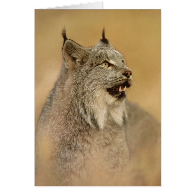 Canada Lynx (Lynx canadensis) - Wild Cats (Front)