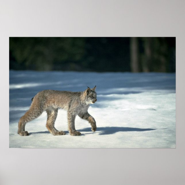 Canada lynx on snow poster (Front)