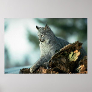 Canada lynx poster