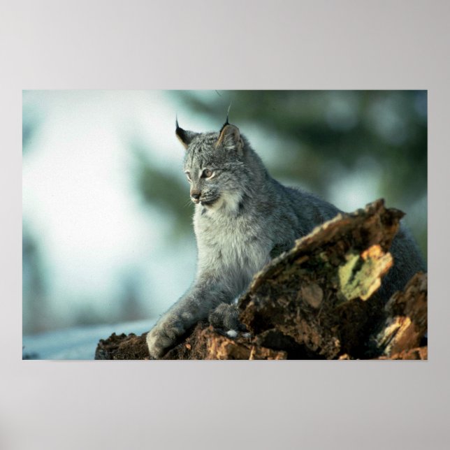 Canada lynx poster (Front)