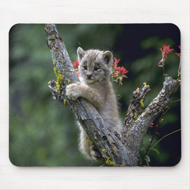 Canada Lynx-small kitten Mouse Pad (Front)