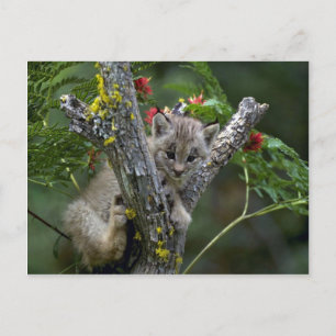 Canada Lynx-small kitten Postcard