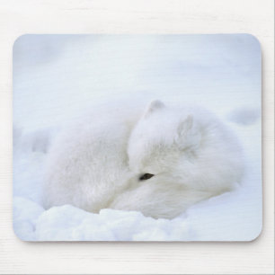 Canada, Manitoba, Churchill. Arctic Fox Mouse Pad