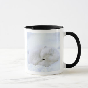 Canada, Manitoba, Churchill. Arctic Fox Mug