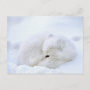 Canada, Manitoba, Churchill. Arctic Fox Postcard