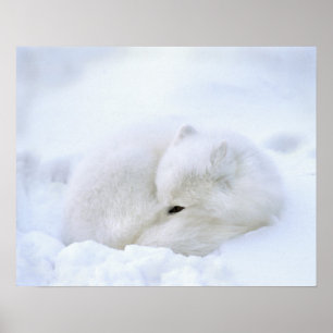 Canada, Manitoba, Churchill. Artic fox with Poster