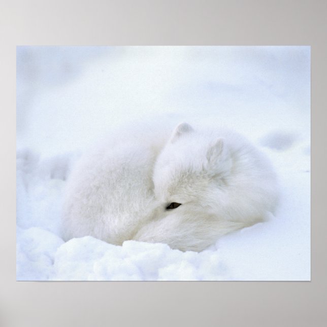 Canada, Manitoba, Churchill. Artic fox with Poster (Front)