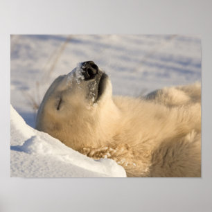 Canada, Manitoba, Hudson Bay, Churchill. 3 Poster