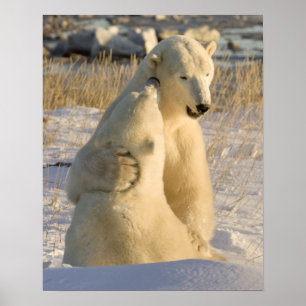 Canada, Manitoba, Hudson Bay, Churchill. Poster