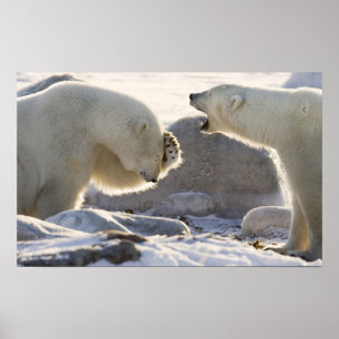 Canada, Manitoba, Hudson Bay, Churchill. Two Poster