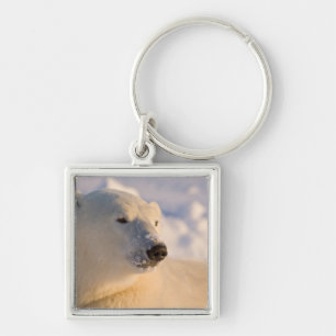 Canada, Manitoba, Hudson Bay Polar Bear Key Ring