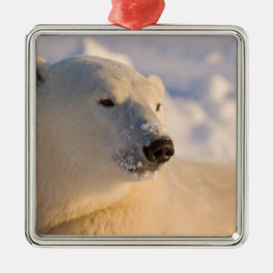 Canada, Manitoba, Hudson Bay   Polar Bear Metal Ornament