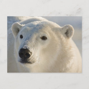 Canada, Manitoba, Hudson Bay   Polar Bear Postcard