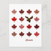 Canada Maple Leaf and Moose postcard