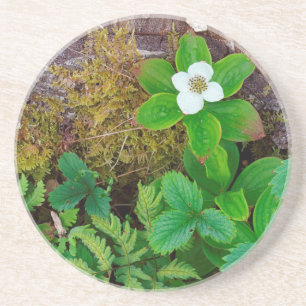 Canada, New Brunswick, , 2 Coaster