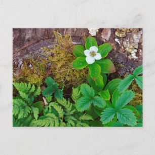 Canada, New Brunswick, ,  2 Postcard